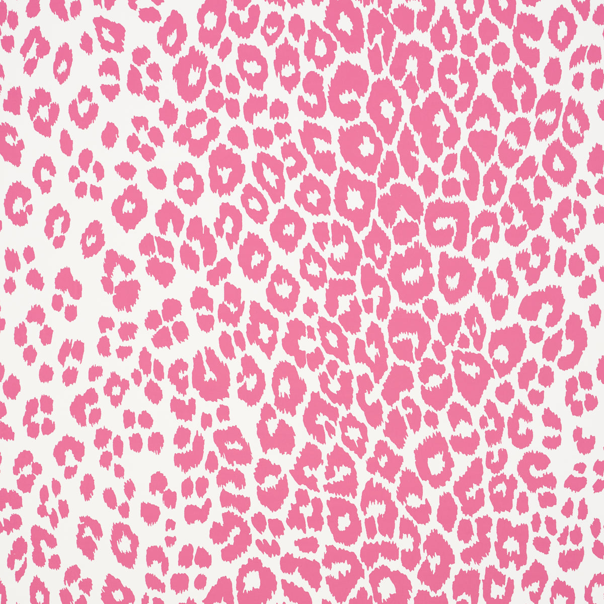 LEOPARDO ICONICO | ROSA