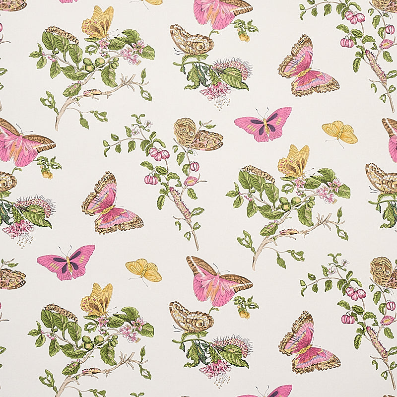 BAUDIN BUTTERFLY | Blush